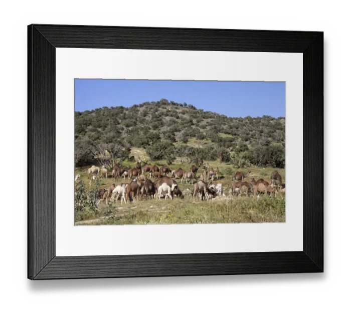 Framed Print : Dromedaries or Arabian Camels -Camelus dromedarius-, Morocco, Africa Framed Print : Dromedaries or Arabian Camels -Camelus dromedarius-, Morocco, Africa