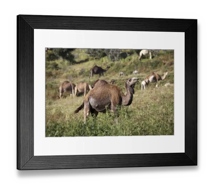 Framed Print : Dromedaries or Arabian Camels -Camelus dromedarius-, Morocco, Africa Framed Print : Dromedaries or Arabian Camels -Camelus dromedarius-, Morocco, Africa