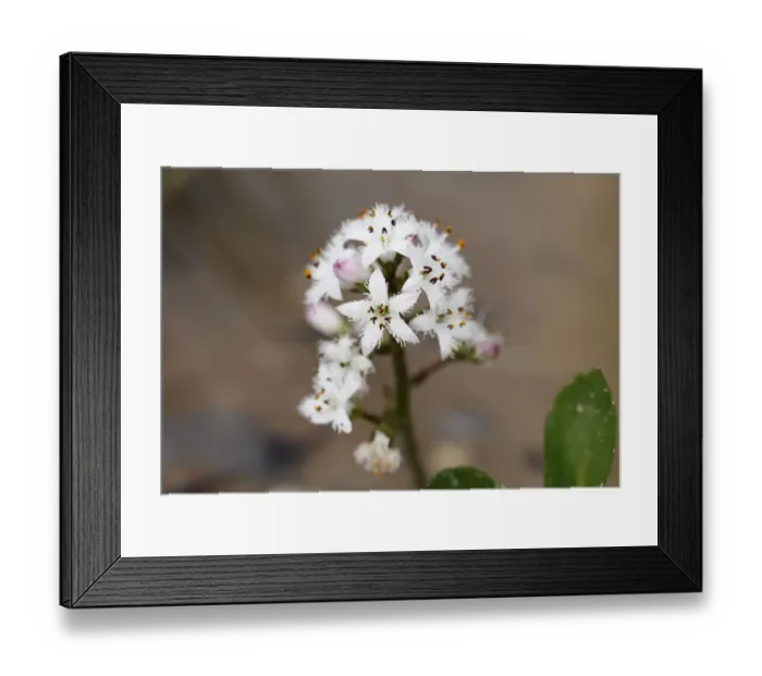 Framed Print : Bog-bean or buckbean -Menyanthes trifoliata-, medicinal plant