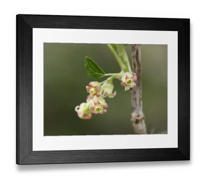 Framed Print : Flowers of the black currant -Ribes nigrum- Framed Print : Flowers of the black currant -Ribes nigrum-