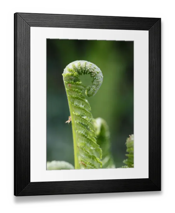 Framed Print : Young fern, Lady Fern -Athyrium filix-femina- Framed Print : Young fern, Lady Fern -Athyrium filix-femina-