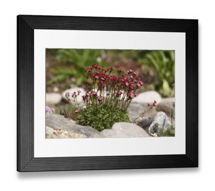 Framed Print : Red blossoming saxifrage -Saxifraga arendsii hybrid- Framed Print : Red blossoming saxifrage -Saxifraga arendsii hybrid-