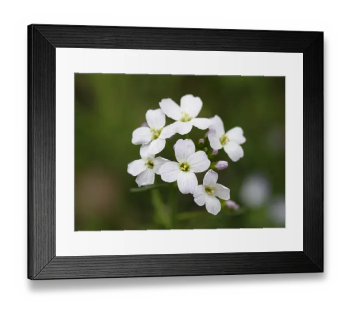 Framed Print : Flowers of the Cuckoo Flower or Ladys Smock -Cardamine pratensis-, medicinal plant Framed Print : Flowers of the Cuckoo Flower or Ladys Smock -Cardamine pratensis-, medicinal plant