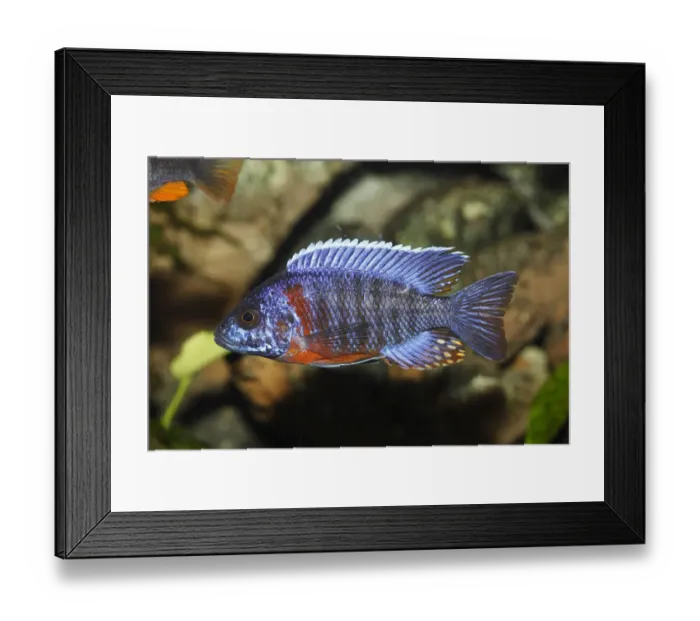 Framed Print : Peacock cichlid or blue peacock Red Flush -Aulonocara hansbaenschi-, male tilapia -cichlid- from Lake Malawi, mouth-breeder, freshwater aquarium Framed Print : Peacock cichlid or blue peacock Red Flush -Aulonocara hansbaenschi-, male tilapia -cichlid- from Lake Malawi, mouth-breeder, freshwater aquarium