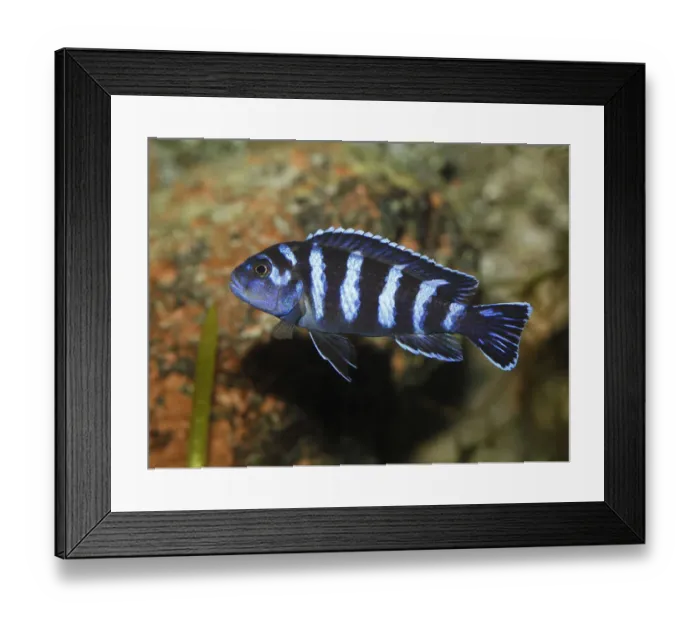 Framed Print : Demasons cichlid -Pseudotropheus demasoni-, cichlid from Lake Malawi -Cichlid-, mouth-breeder, freshwater aquarium Framed Print : Demasons cichlid -Pseudotropheus demasoni-, cichlid from Lake Malawi -Cichlid-, mouth-breeder, freshwater aquarium