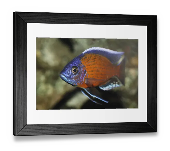 Framed Print : Kadango red fin hap -Copadichromis borleyi, syn. Haplochromis borleyi, Haplochromis red kadango-, male tilapia -cichlid- from Lake Malawi, mouth-breeder, freshwater aquarium Framed Print : Kadango red fin hap -Copadichromis borleyi, syn. Haplochromis borleyi, Haplochromis red kadango-, male tilapia -cichlid- from Lake Malawi, mouth-breeder, freshwater aquarium