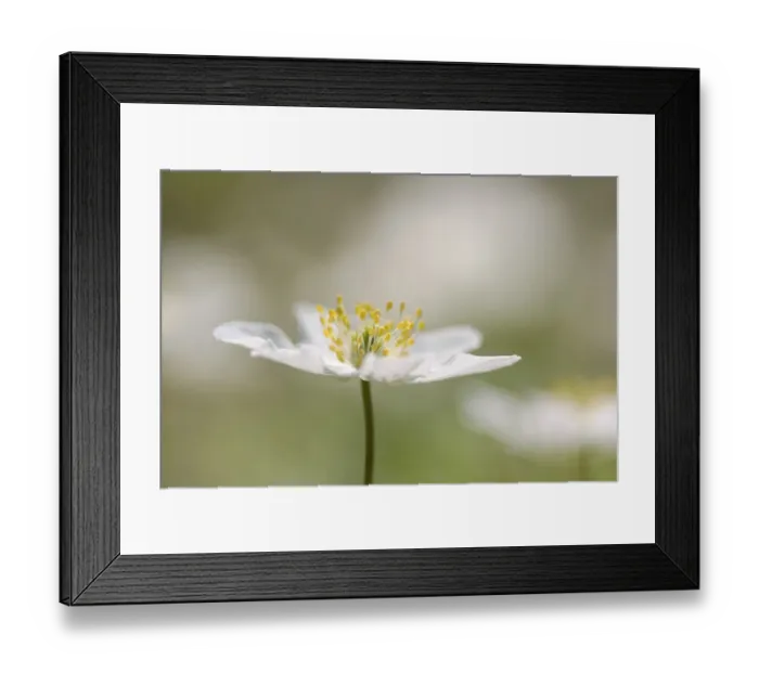 Framed Print : Wood Anemone -Anemone nemorosa- Framed Print : Wood Anemone -Anemone nemorosa-