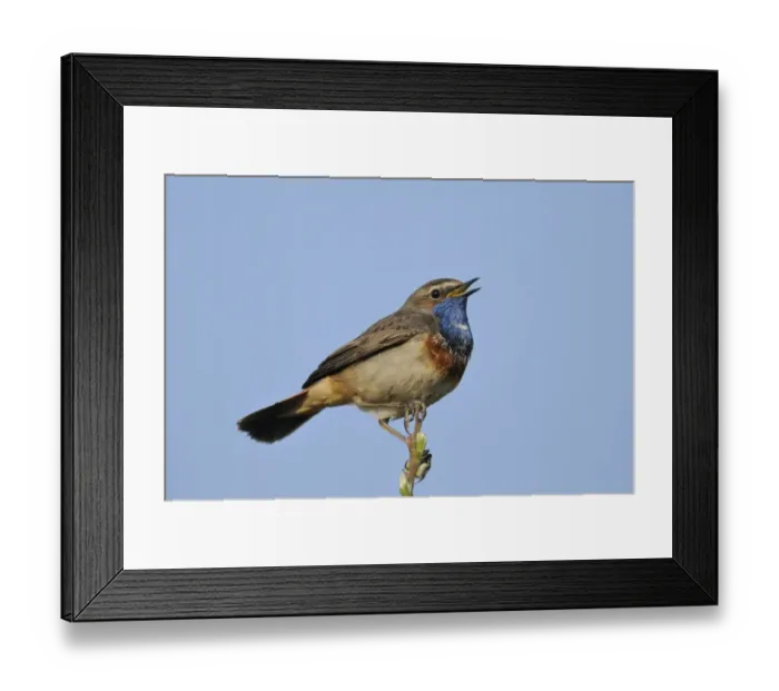 Framed Print : White-spotted Bluethroat -Luscinia svecica cyanecula- Framed Print : White-spotted Bluethroat -Luscinia svecica cyanecula-