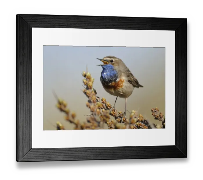 Framed Print : White-spotted Bluethroat -Luscinia svecica cyanecula- Framed Print : White-spotted Bluethroat -Luscinia svecica cyanecula-