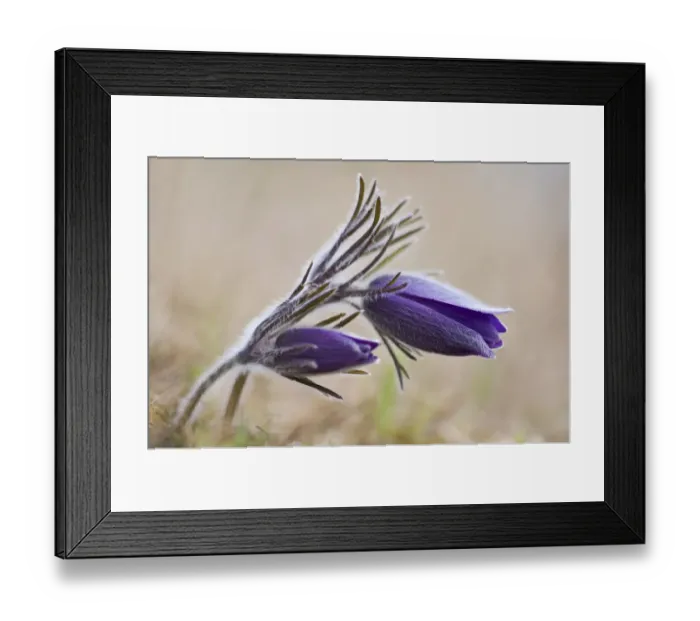 Framed Print : Common Pasque Flower -Pulsatilla vulgaris, Anemone pulsatilla L. -, Gillesbachtal, Kalkeifel, Eifel, North Rhine-Westphalia, Germany, Europa Framed Print : Common Pasque Flower -Pulsatilla vulgaris, Anemone pulsatilla L. -, Gillesbachtal, Kalkeifel, Eifel, North Rhine-Westphalia, Germany, Europa