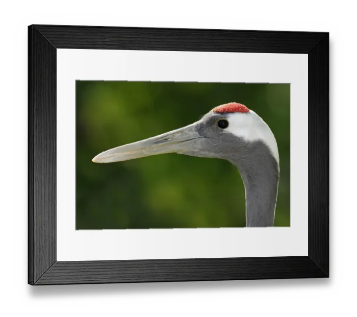 Framed Print : Red-crowned Crane -Grus japonensis-, portrait Framed Print : Red-crowned Crane -Grus japonensis-, portrait