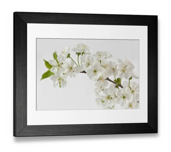 Framed Print : Sour Cherry -Prunus cerasus- blossoms Framed Print : Sour Cherry -Prunus cerasus- blossoms