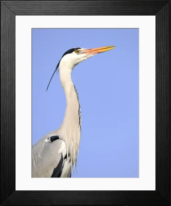 Framed Print : Grey Heron -Ardea cinerea-, portrait Framed Print : Grey Heron -Ardea cinerea-, portrait