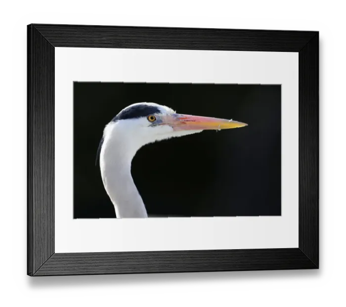 Framed Print : Grey Heron -Ardea cinerea-, portrait Framed Print : Grey Heron -Ardea cinerea-, portrait