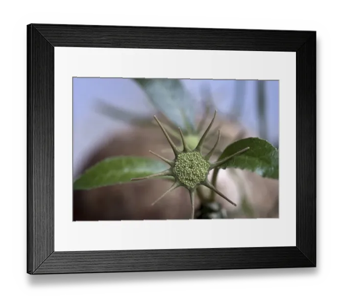 Framed Print : Dorstenia foetida, close-up inflorescense, from Yemen and Socotra Framed Print : Dorstenia foetida, close-up inflorescense, from Yemen and Socotra