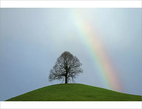 Limetree, linden tree -Tilia- on a moraine hill with a rainbow, Hirzel, Switzerland, Europe