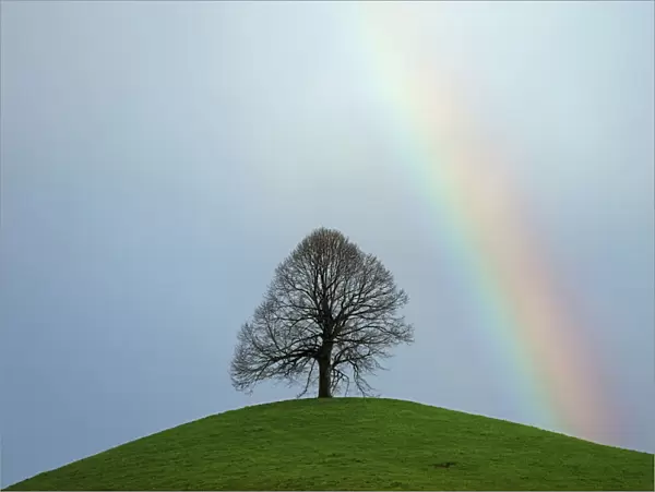 Limetree, linden tree -Tilia- on a moraine hill with a rainbow, Hirzel, Switzerland, Europe