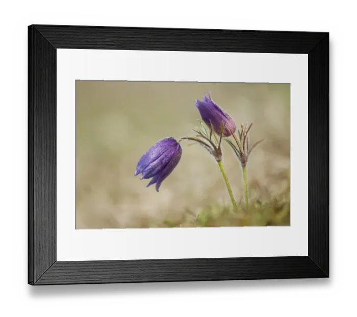 Framed Print : Common Pasque Flower -Pulsatilla vulgaris, Anemone pulsatilla L. -, Gillesbachtal, Kalkeifel, Eifel, North Rhine-Westphalia, Germany, Europa Framed Print : Common Pasque Flower -Pulsatilla vulgaris, Anemone pulsatilla L. -, Gillesbachtal, Kalkeifel, Eifel, North Rhine-Westphalia, Germany, Europa