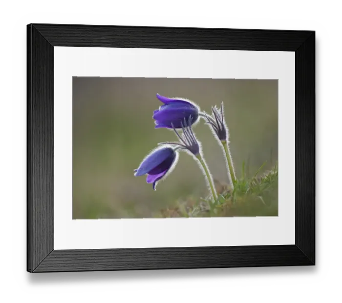 Framed Print : Common Pasque Flower -Pulsatilla vulgaris, Anemone pulsatilla L. -, Gillesbachtal, Kalkeifel, Eifel, North Rhine-Westphalia, Germany, Europa Framed Print : Common Pasque Flower -Pulsatilla vulgaris, Anemone pulsatilla L. -, Gillesbachtal, Kalkeifel, Eifel, North Rhine-Westphalia, Germany, Europa