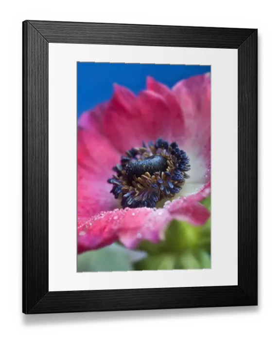 Framed Print : Poppy anemone, Spanish marigold -Anemone coronaria- cultivar, close-up Framed Print : Poppy anemone, Spanish marigold -Anemone coronaria- cultivar, close-up