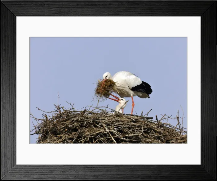 Framed Print : White Storks -Ciconia ciconia- cleaning their nest Framed Print : White Storks -Ciconia ciconia- cleaning their nest