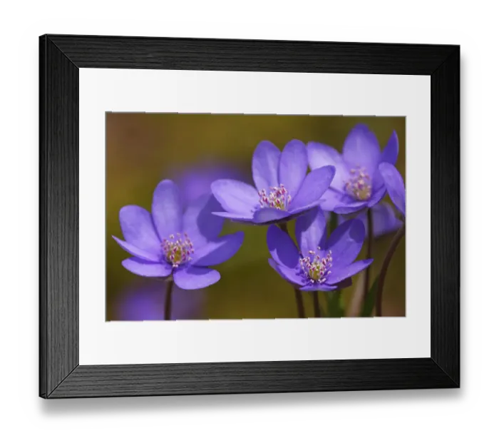 Framed Print : Flowering Kidneywort Liverwort Liverleaf Pennywort Common Hepatica -Hepatica nobilis- -Anemone hepatica- protected species medicinal plant Framed Print : Flowering Kidneywort Liverwort Liverleaf Pennywort Common Hepatica -Hepatica nobilis- -Anemone hepatica- protected species medicinal plant