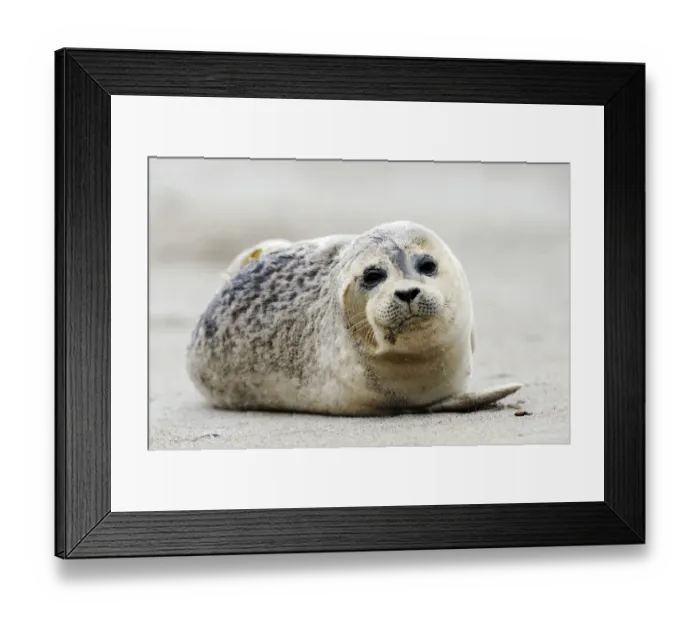 Framed Print : Young Grey Seal -Halichoerus grypus-, ocean island, Helgoland, Schleswig-Holstein, Germany, Europe Framed Print : Young Grey Seal -Halichoerus grypus-, ocean island, Helgoland, Schleswig-Holstein, Germany, Europe