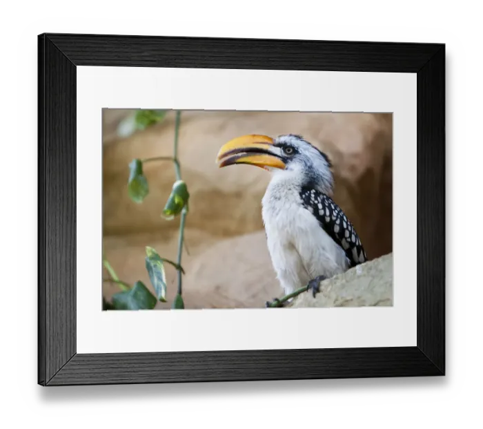 Framed Print : Southern Yellow-billed Hornbill -Tockus flavirostris- Framed Print : Southern Yellow-billed Hornbill -Tockus flavirostris-