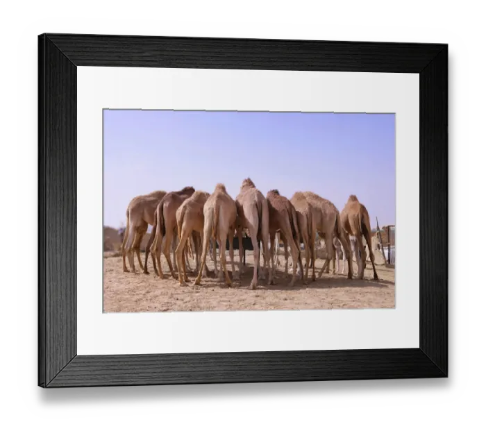 Framed Print : Eight camels standing at a watering place, seen from behind, desert near Abu Dhabi, United Arab Emirates, Middle East, Asia