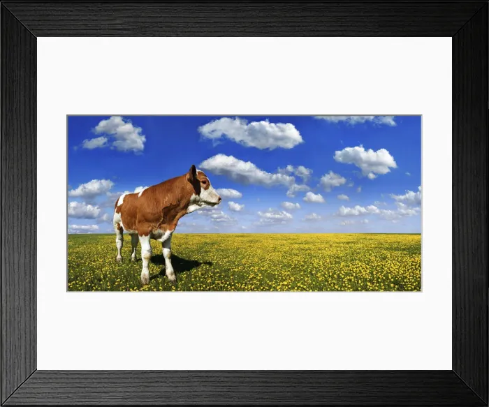 Framed Print : Calf standing on a meadow with dandelions against a blue sky with white clouds Framed Print : Calf standing on a meadow with dandelions against a blue sky with white clouds