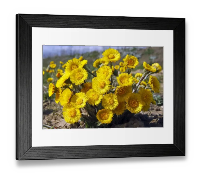 Framed Print : Flowering coltsfoot foalfoot -Tussilago farfara- medicinal plant Framed Print : Flowering coltsfoot foalfoot -Tussilago farfara- medicinal plant