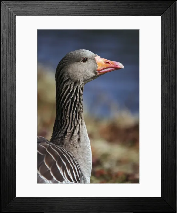 Framed Print : Gray goose grey goose greylag goose -Anser anser- portrait Framed Print : Gray goose grey goose greylag goose -Anser anser- portrait
