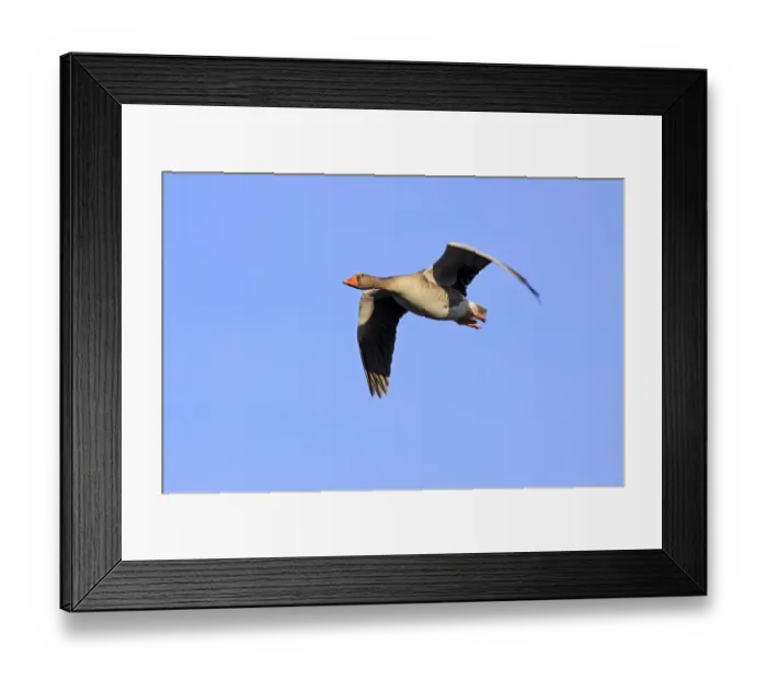 Framed Print : Gray goose grey goose greylag goose -Anser anser- flying Framed Print : Gray goose grey goose greylag goose -Anser anser- flying