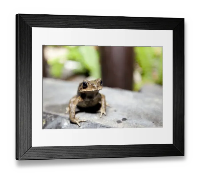 Framed Print : Toad -Bufonidae-, Phuket, Thailand, Asia Framed Print : Toad -Bufonidae-, Phuket, Thailand, Asia