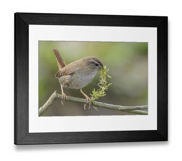 Framed Print : Wren -Troglodytes troglodytes- Framed Print : Wren -Troglodytes troglodytes-