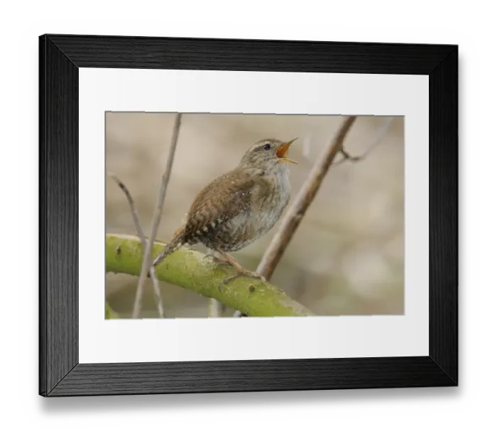 Framed Print : Wren -Troglodytes troglodytes- Framed Print : Wren -Troglodytes troglodytes-