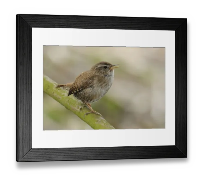 Framed Print : Wren -Troglodytes troglodytes- Framed Print : Wren -Troglodytes troglodytes-