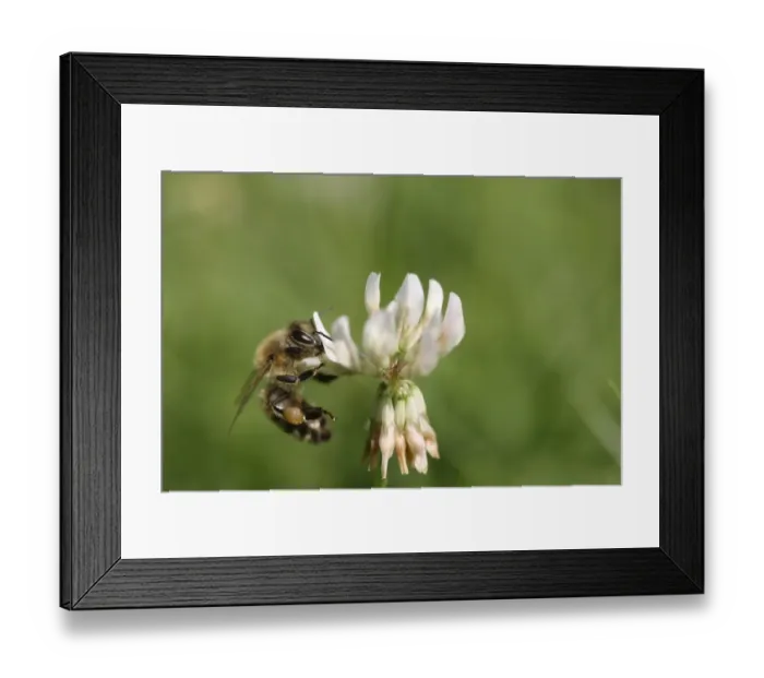 Framed Print : Bee -Apiforme- on a white clover flower Framed Print : Bee -Apiforme- on a white clover flower