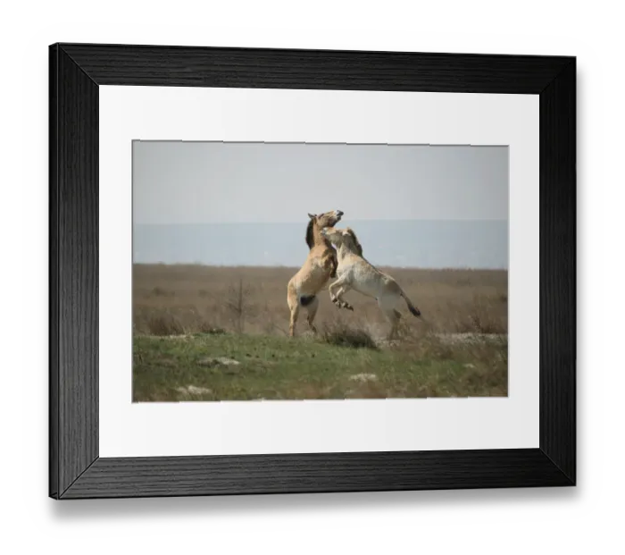 Framed Print : Przewalskis horses -Equus ferus przewalskii-, playing young stallions, Burgenland, Austria, Europe Framed Print : Przewalskis horses -Equus ferus przewalskii-, playing young stallions, Burgenland, Austria, Europe