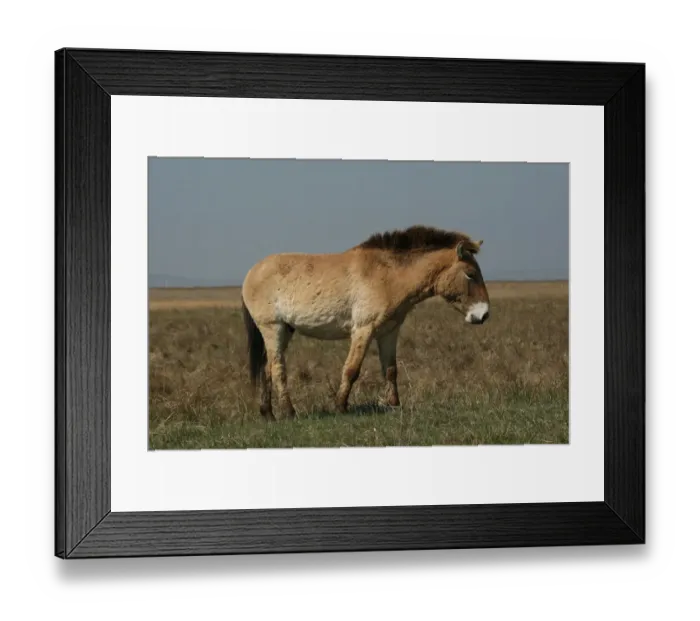 Framed Print : Przewalskis horse -Equus ferus przewalskii-, Burgenland, Austria, Europe Framed Print : Przewalskis horse -Equus ferus przewalskii-, Burgenland, Austria, Europe