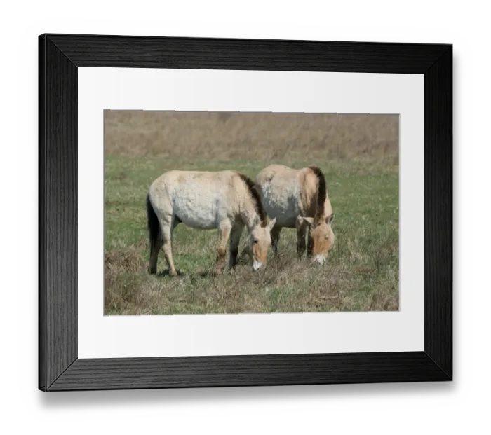 Framed Print : Przewalskis horses -Equus ferus przewalskii-, Burgenland, Austria, Europe Framed Print : Przewalskis horses -Equus ferus przewalskii-, Burgenland, Austria, Europe