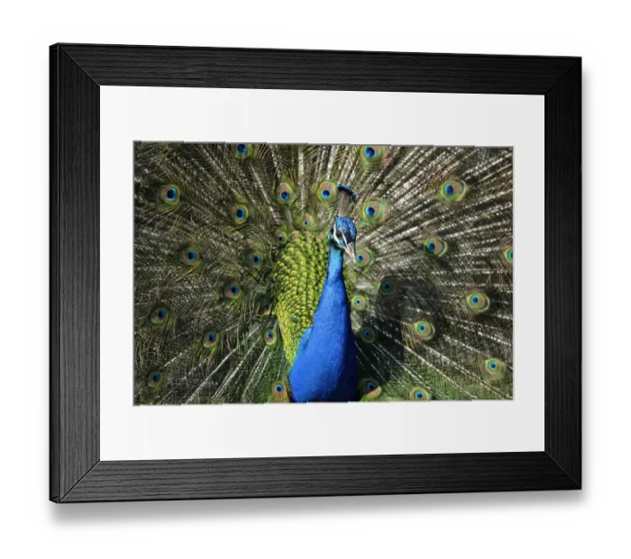 Framed Print : Indian Peafowl -Pavo cristatus- displaying
