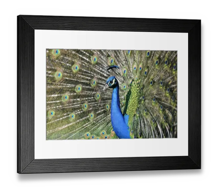 Framed Print : Indian Peafowl -Pavo cristatus- displaying