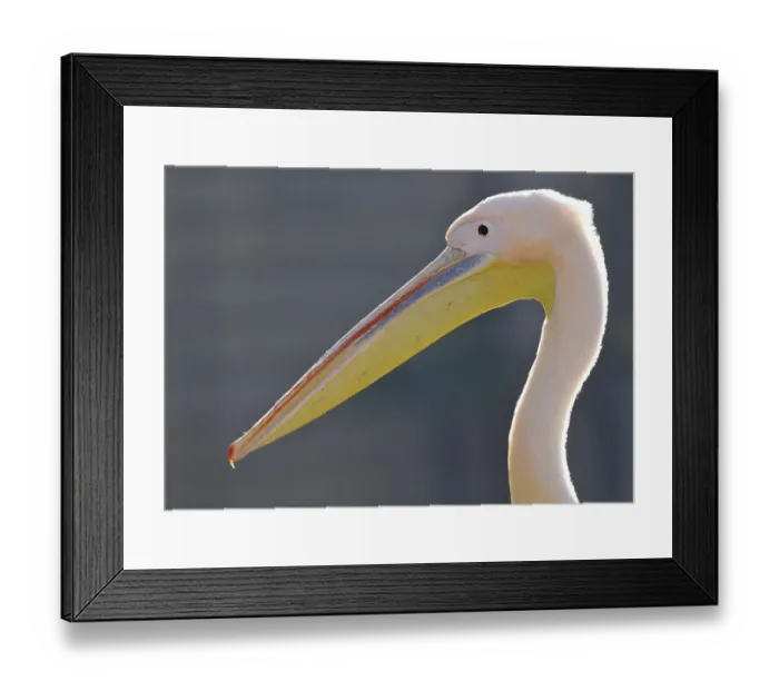 Framed Print : Great White Pelican -Pelecanus onocrotalus- Framed Print : Great White Pelican -Pelecanus onocrotalus-