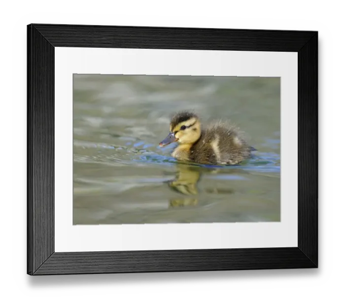 Framed Print : Ducklings, Mallard Duck -Anas plathyrhynchos- Framed Print : Ducklings, Mallard Duck -Anas plathyrhynchos-