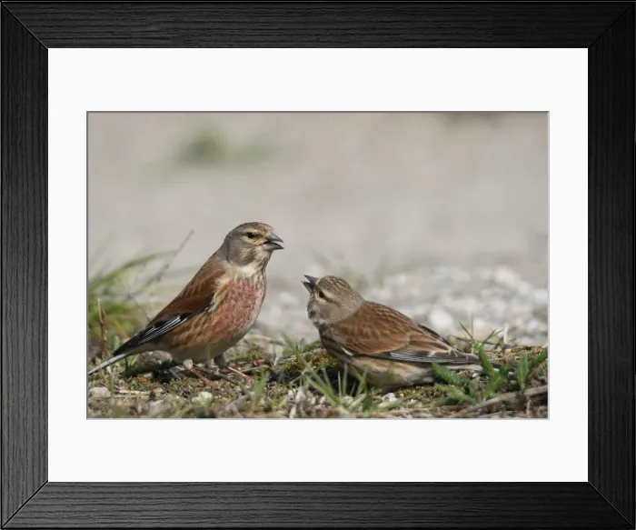 Framed Print : Linnet -Carduelis cannabina-, female, right, begging male for food, courtship behavior, Burgenland, Austria, Europe