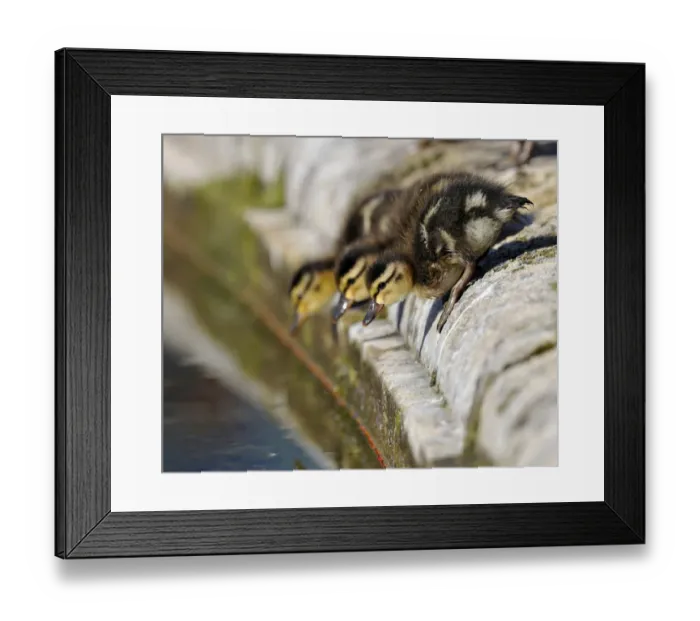 Framed Print : Ducklings, Mallard Duck -Anas plathyrhynchos- about to leap into the water Framed Print : Ducklings, Mallard Duck -Anas plathyrhynchos- about to leap into the water