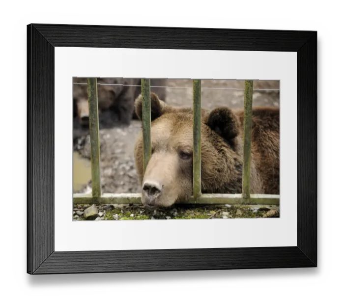 Framed Print : Brown bear -Ursus arctos- in captivity Framed Print : Brown bear -Ursus arctos- in captivity