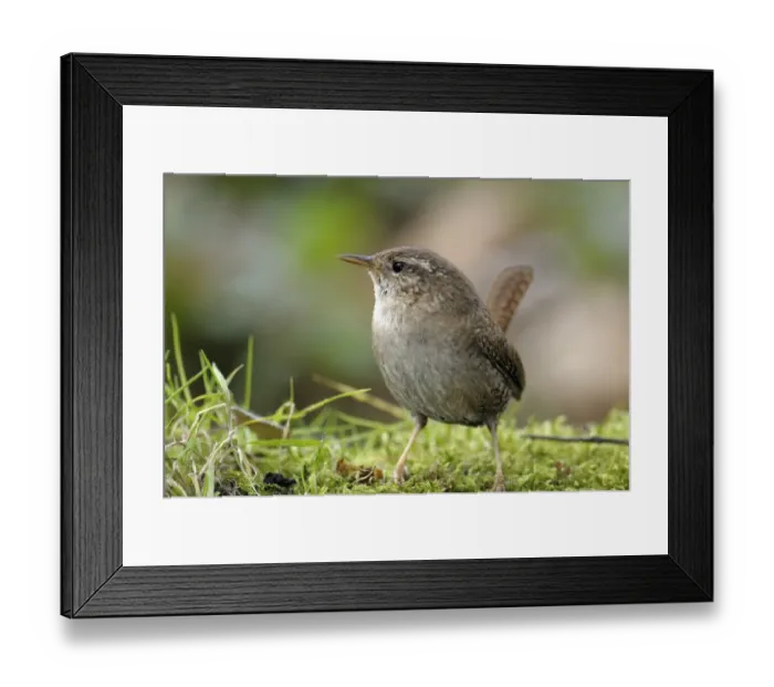 Framed Print : Wren -Troglodytes troglodytes- Framed Print : Wren -Troglodytes troglodytes-