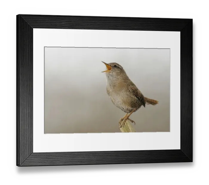 Framed Print : Wren -Troglodytes troglodytes- Framed Print : Wren -Troglodytes troglodytes-